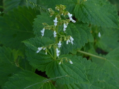 Isodon lophanthoides