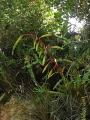 Tillandsia fendleri