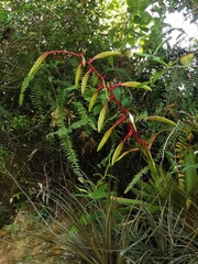 Tillandsia fendleri