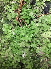 Trichocolea mollissima