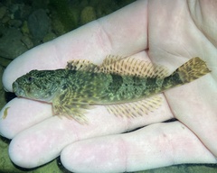 Cottus aleuticus