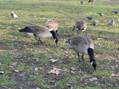 Branta canadensis
