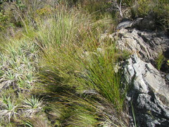 Askidiosperma esterhuyseniae