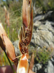 Askidiosperma esterhuyseniae