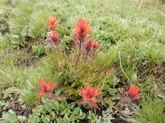 Castilleja peirsonii