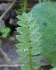 Ornithopus compressus