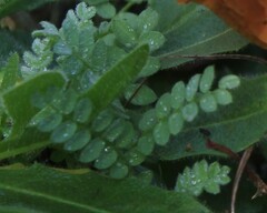 Ornithopus compressus