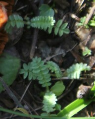 Ornithopus compressus