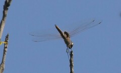 Tramea limbata