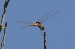 Tramea limbata