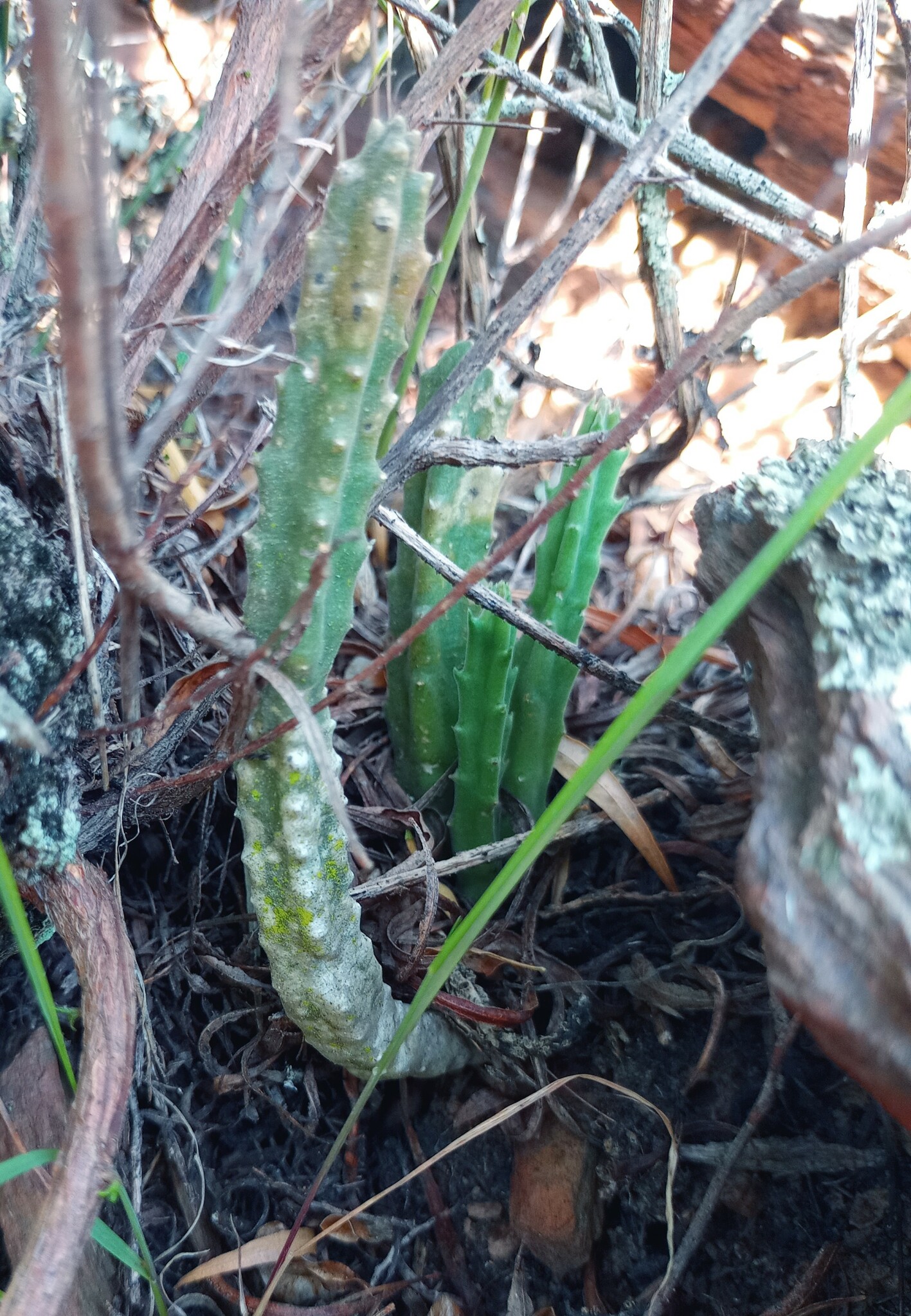 Imagem de Flor-cadáver