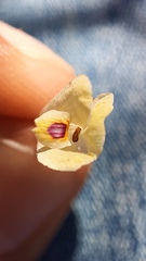 Henrya insularis