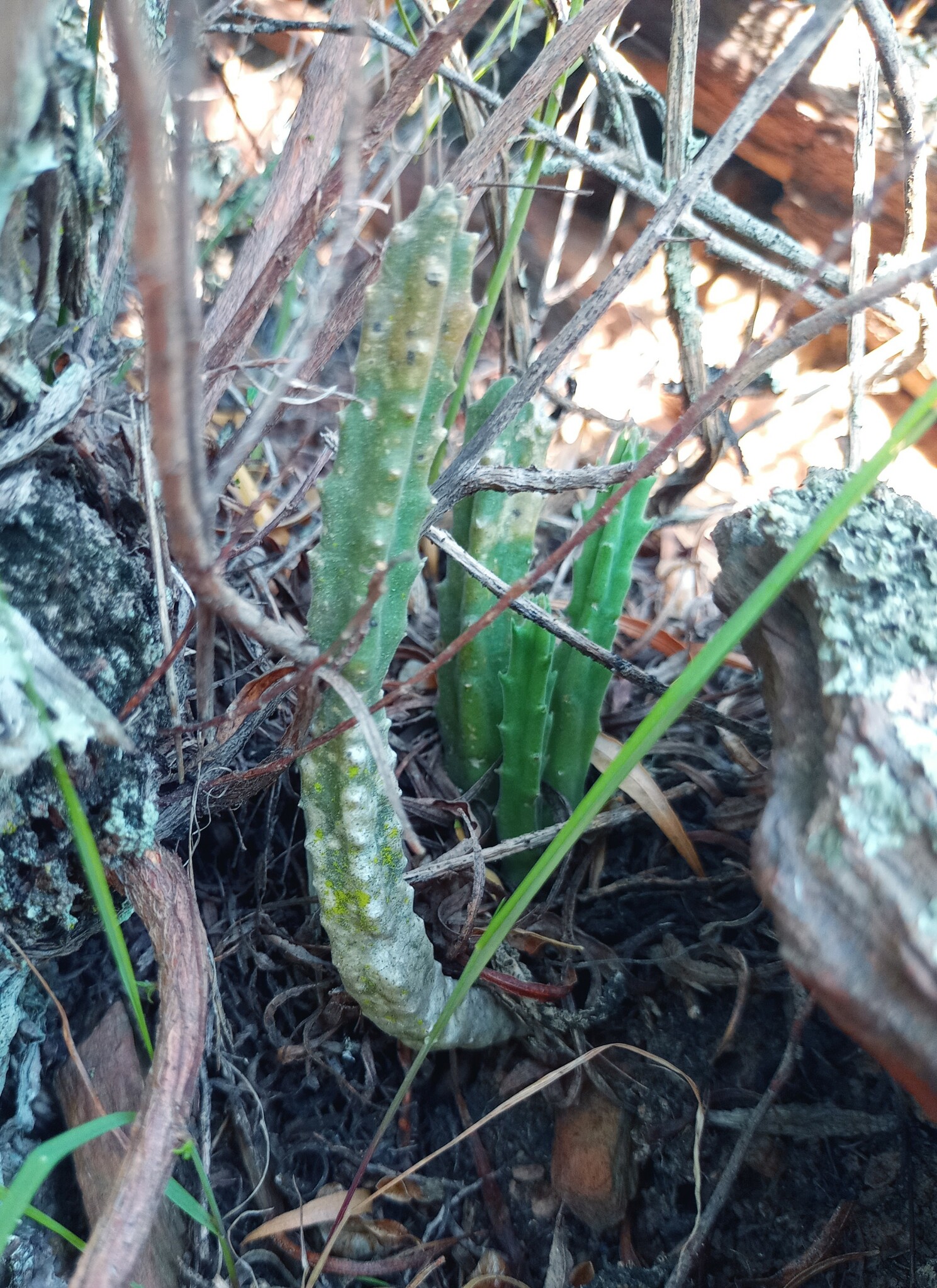 Imagem de Flor-cadáver