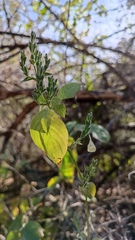 Henrya insularis