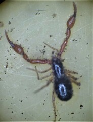 Neobisium