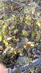 Henrya insularis
