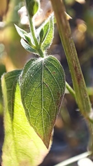 Henrya insularis