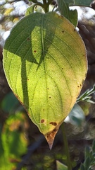 Henrya insularis