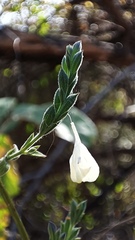 Henrya insularis