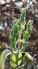 Henrya insularis
