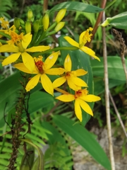 Epidendrum melinanthum