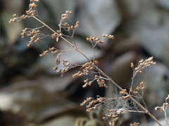 Isodon lophanthoides