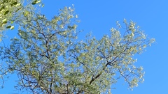 Havardia mexicana