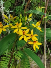 Epidendrum melinanthum