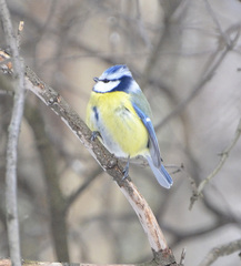 Cyanistes caeruleus