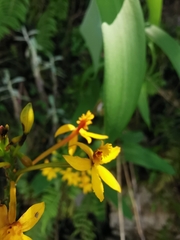 Epidendrum melinanthum