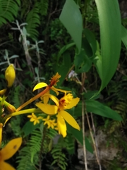 Epidendrum melinanthum
