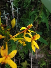 Epidendrum melinanthum