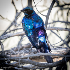 Lamprotornis australis