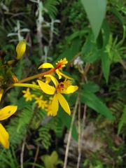 Epidendrum melinanthum