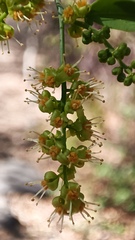 Agonandra racemosa