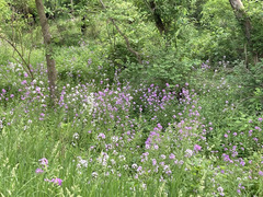 Hesperis matronalis