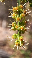 Agonandra racemosa