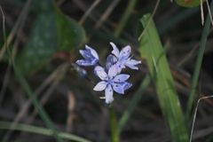 Scilla monophyllos