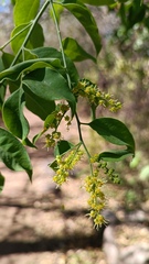 Agonandra racemosa