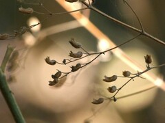 Isodon lophanthoides