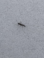 Allocapnia vivipara