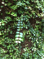 Metrosideros fulgens