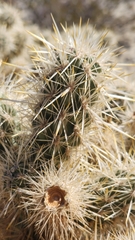 Cylindropuntia echinocarpa