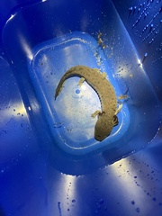 Necturus maculosus