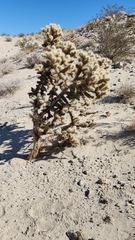 Cylindropuntia echinocarpa