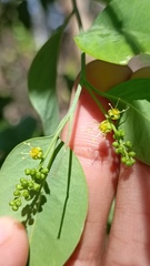Agonandra racemosa