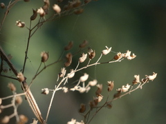 Isodon lophanthoides