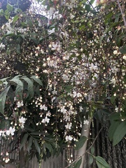 Clerodendrum schmidtii