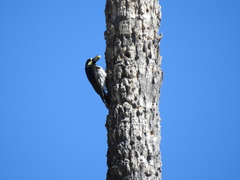 Melanerpes formicivorus angustifrons