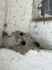 Sceliphron caementarium